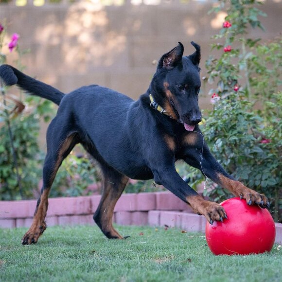 Virtually Indestructible Best Ball for Dogs, 10-inch - Picture 5 of 8